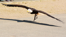 Weißkopf-Seeadler (23).jpg